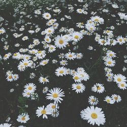 Close-up of white daisy flowers