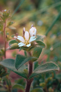 Close-up of white flowering plant