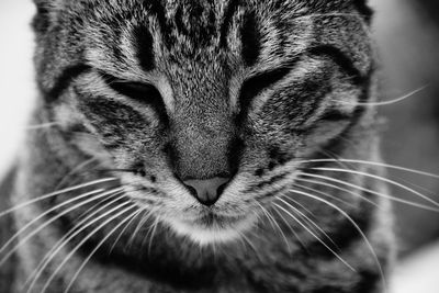 Close-up portrait of cat