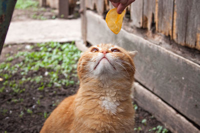 Close-up of cat looking up