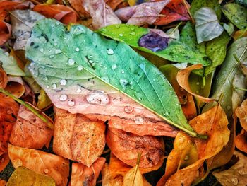 Full frame shot of wet leaves