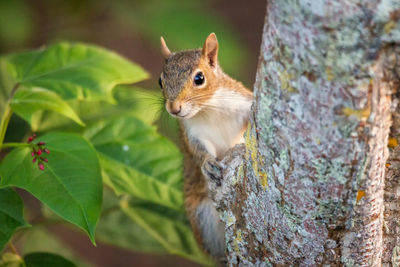 Close-up of squirrel on tree trunk