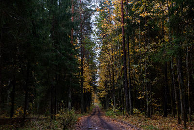 Trees in forest