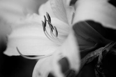 Close-up of flowers