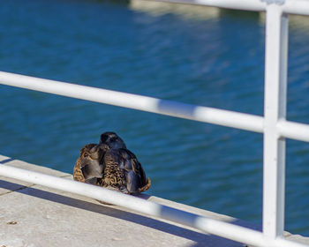 Bird perching on railing against sea