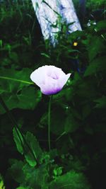 Close-up of pink flower blooming outdoors