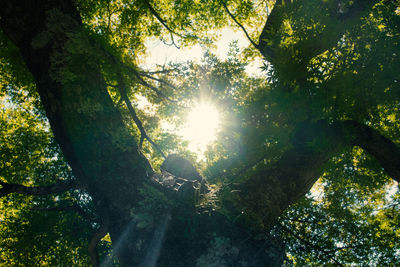 tree