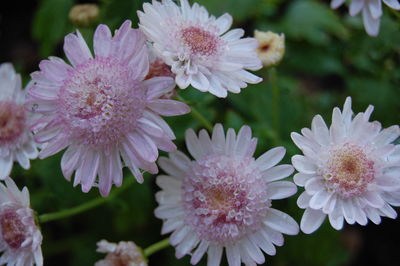 Close-up of pink flower