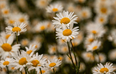 Close-up of white daisy flowers