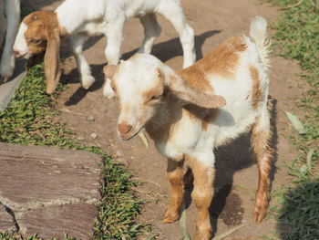 High angle view of goat on field