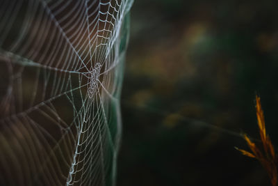 Close-up of spider web against blurred background