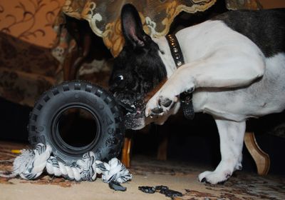 Side view of french bulldog playing with tire at home