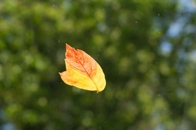 Close-up of orange leaf on wet leaves