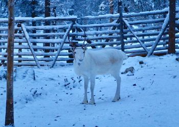 View of deer standing on snow covered land