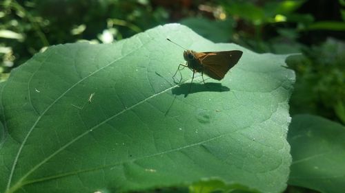 Close-up of butterfly on leaf