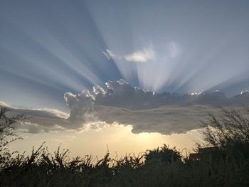 Sunlight streaming through plants on landscape against sky