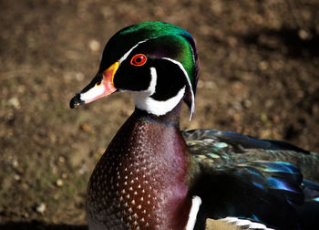 Close-up of a bird