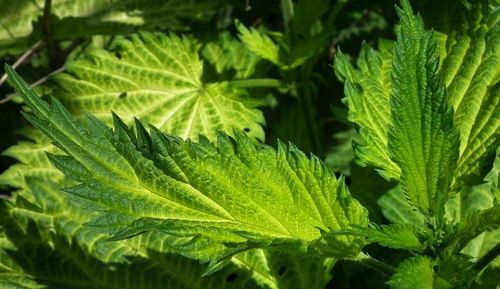 Close-up of fresh green plant