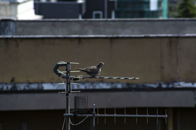 Seagull perching on a railing