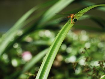 Dragonfly in the nature