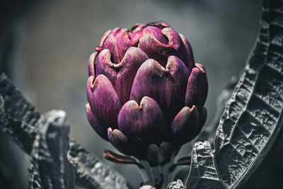 Close-up of pine cone