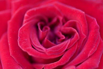 Close-up of red rose