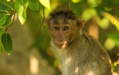 Portrait of a monkey