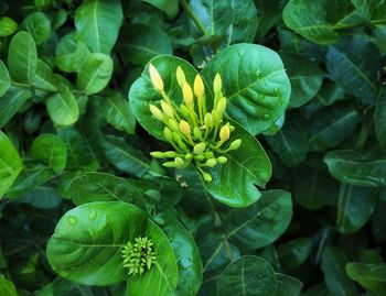 Close-up of green leaves on plant