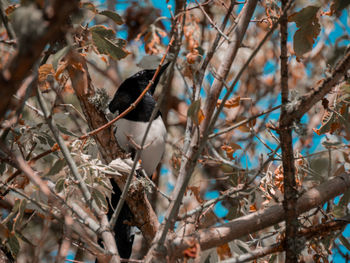 Close-up of bird perching on branch