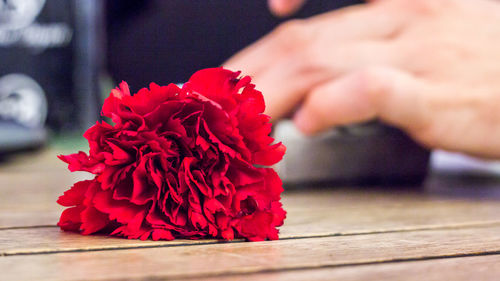 Close-up of pink rose