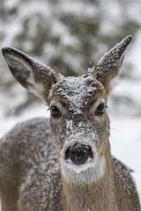 Deer in the snow 