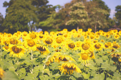 Close-up of yellow sunflower in field