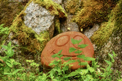 Moss growing on rock in forest