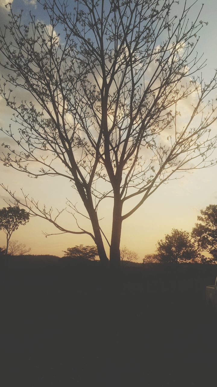 silhouette, bare tree, tree, sunset, tranquility, tranquil scene, branch, scenics, beauty in nature, landscape, nature, sky, clear sky, field, idyllic, non-urban scene, tree trunk, outdoors, no people, dusk