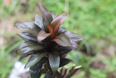 Close-up of flowering plant