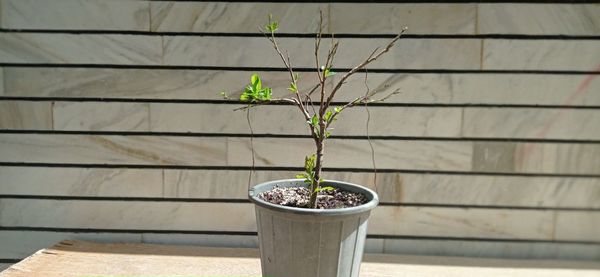 Close-up of potted plant