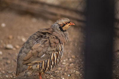 Close-up of bird perching on wall