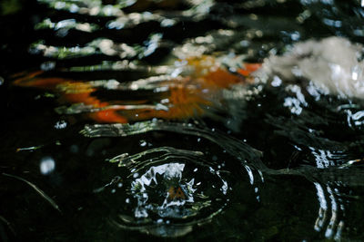 High angle view of fish swimming in lake