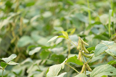 Close-up of plant