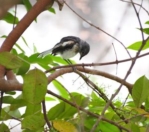 Low angle view of bird perching on tree