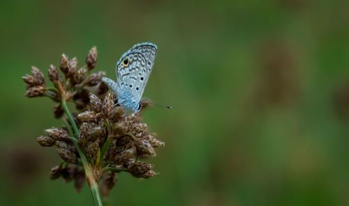 Close-up of butterfly pollinating on flower