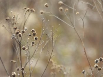 Close-up of wilted plant