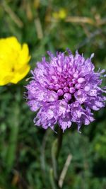 Close-up of purple flowers blooming outdoors