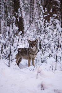 Portrait of wolf standing by dried plants on snow covered field