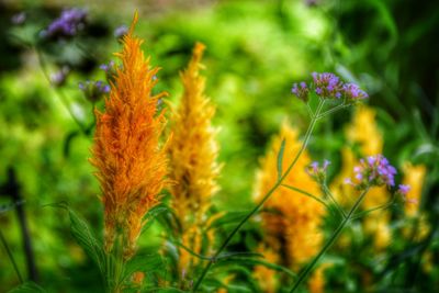 Close-up of flowers growing in field