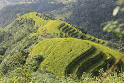 High angle view of agricultural field