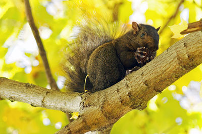 Low angle view of monkey on tree