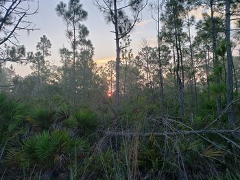 Scenic view of forest against sky during sunset