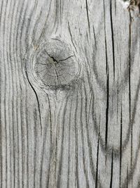 Full frame shot of tree trunk