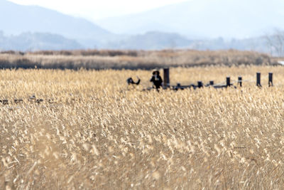 Sheep in a field